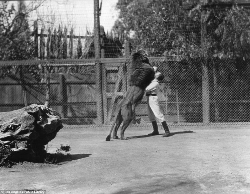 Знаменитая "голливудская львиная ферма": архивные фотографии 1925 - 1942 гг Знаменитая "голливудская львиная ферма": архивные фотографии 1925 - 1942 гг архивные снимки, архивные фото, дрессированные, дрессировщик, лев, львы, сша