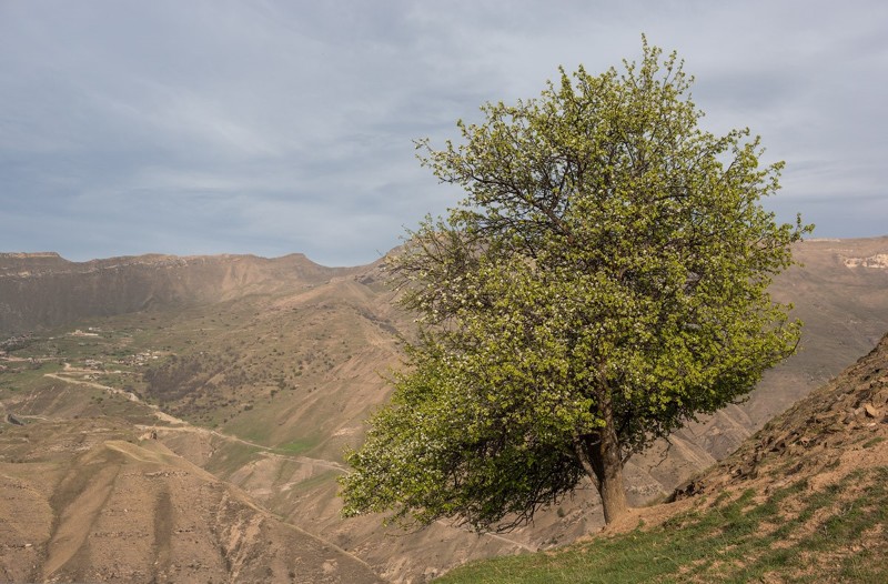 Гамсутль — заброшенный аул в Дагестане Гамсутль, дагестан, путешествие, россия