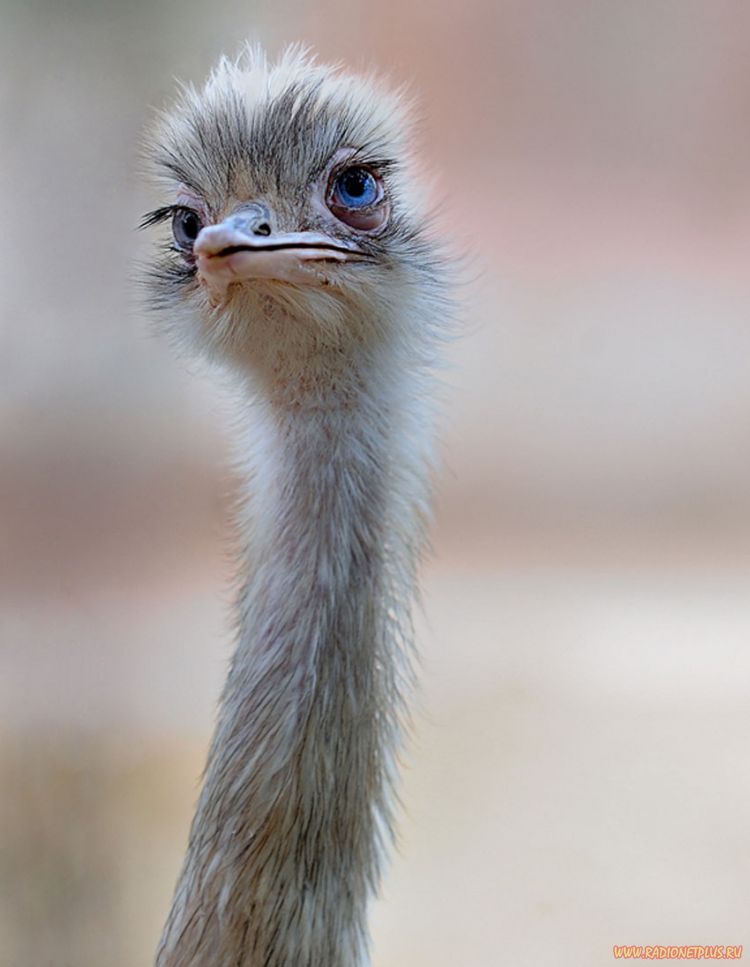 Забавные животные (34 фото) Забавные животные (34 фото)