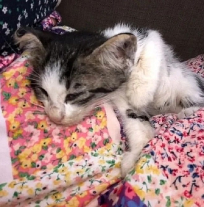 Спящий котенок Котенок спит