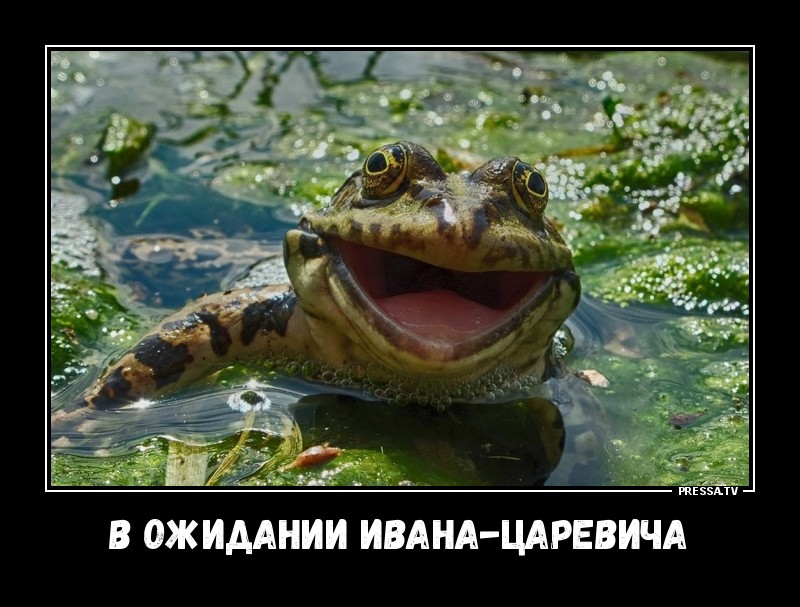 ДЕМОТИВАТОРЫ + ДЕМОТИВАТОРЫ +