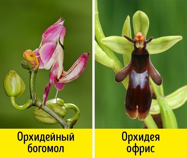 12 фактов, которые кажутся вымыслом, несмотря на веские аргументы 12 фактов, которые кажутся вымыслом, несмотря на веские аргументы