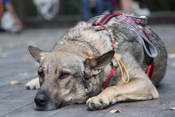 Советы экспертов: Как защитить собаку от догхантеров