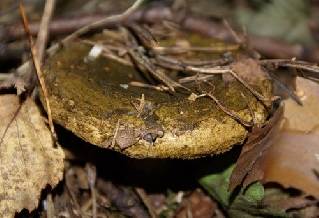 Чудаки