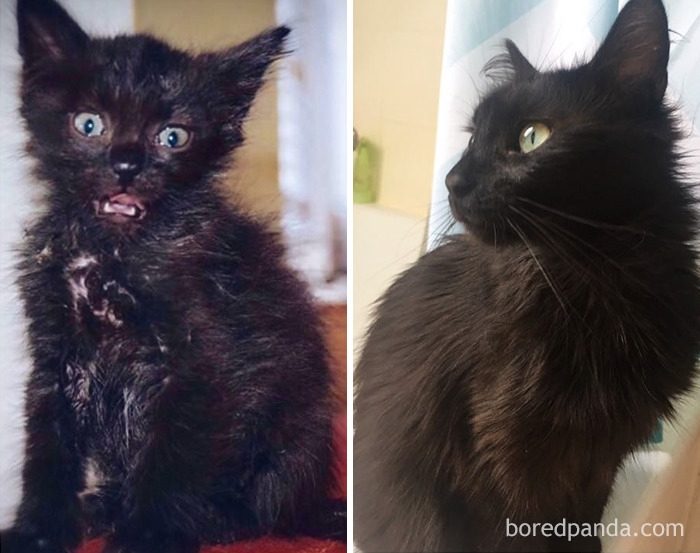 Котята, которые с возрастом превратились в шикарных котов и кошек