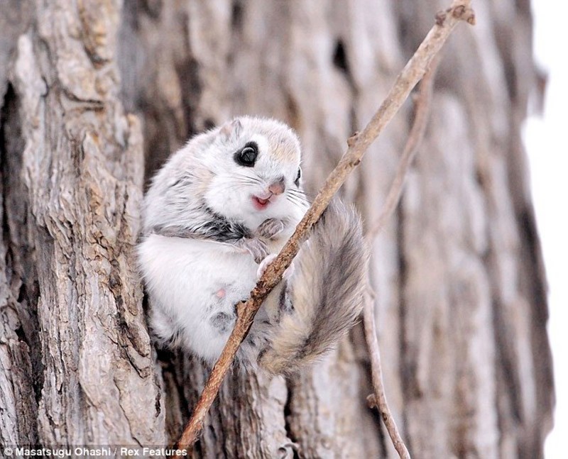squirrels01 squirrels01 Сибирские белки летяги это нечто