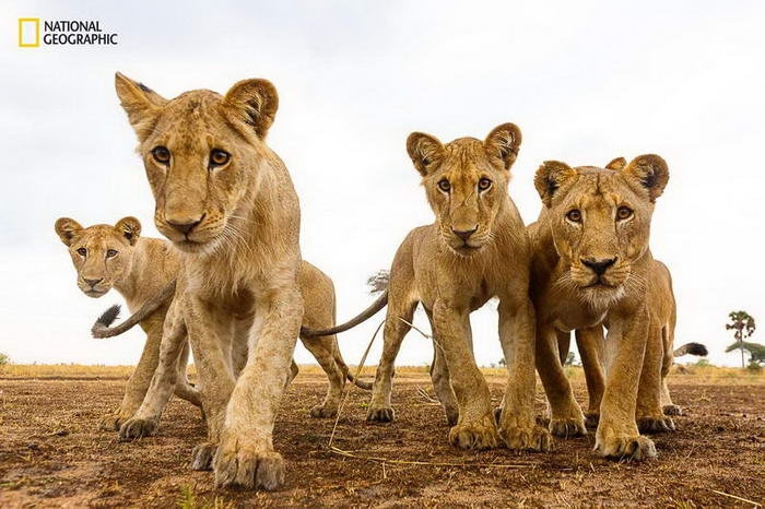10 потрясающих фотографий дикой природы с конкурса National Geographic Nature Photographer of the Year Contest 10 потрясающих фотографий дикой природы с конкурса National Geographic Nature Photographer of the Year Contest