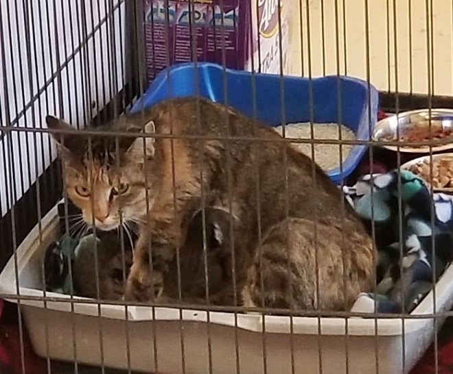 Котят кормят Кошка в клетке