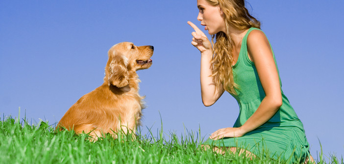 Учёными доказана способность собак понимать речь человека