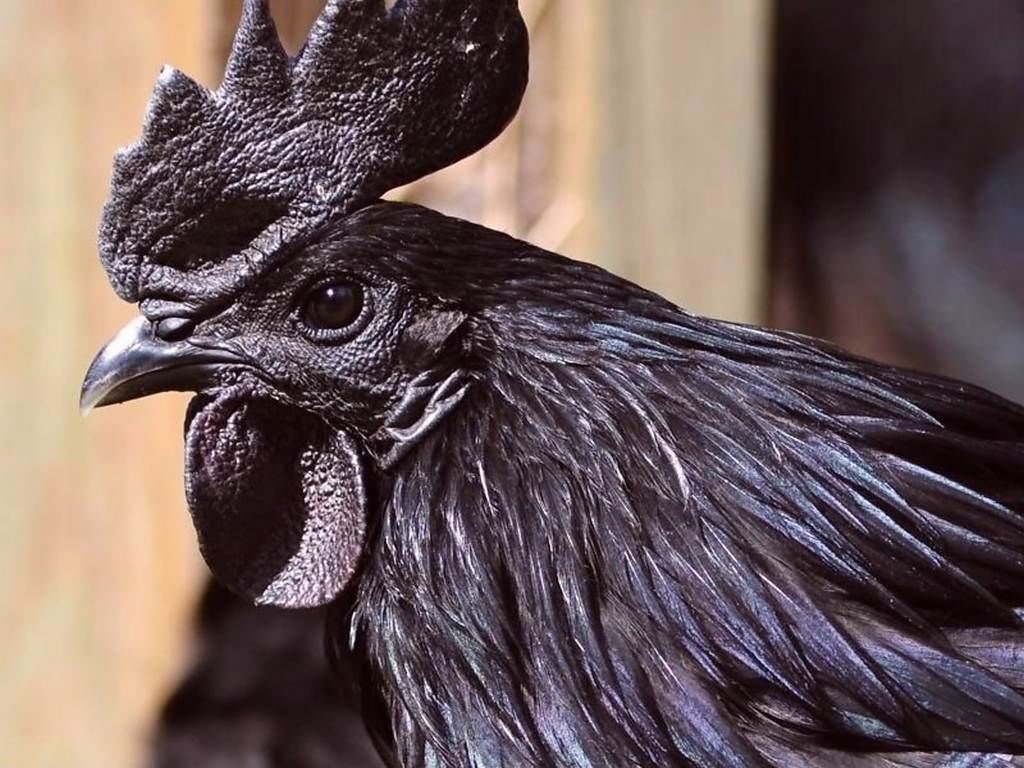 Аям чемани (ayam cemani) — редкая декоративная порода кур Аям чемани (ayam cemani) — редкая декоративная порода кур