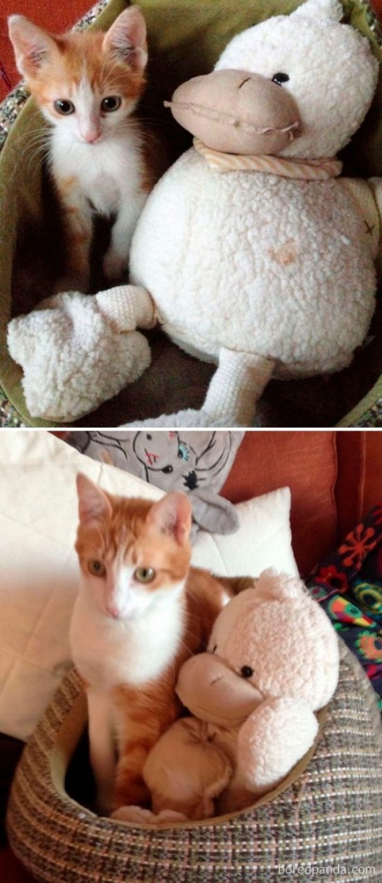 Котята, которые с возрастом превратились в шикарных котов и кошек