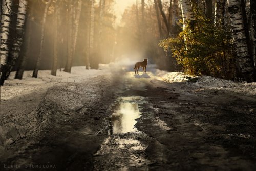 Волшебные тропы, которые так и манят (28 фото)