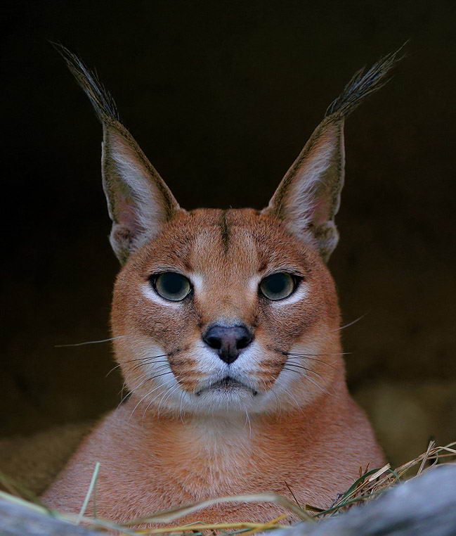 Великолепные моменты из мира животных (60 фото) Великолепные моменты из мира животных (60 фото)