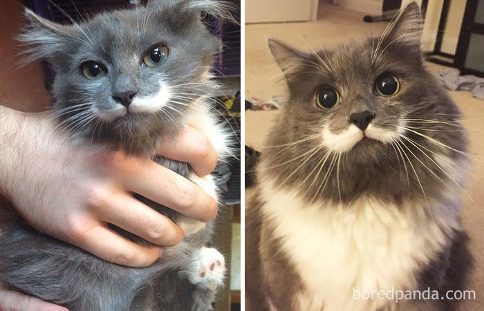 Котята, которые с возрастом превратились в шикарных котов и кошек