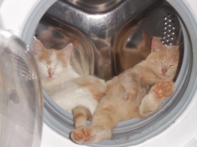 Очень усталые котики Очень усталые котики