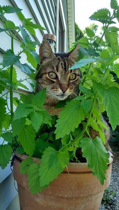 Этим котам валерьянки больше не наливать Этим котам валерьянки больше не наливать