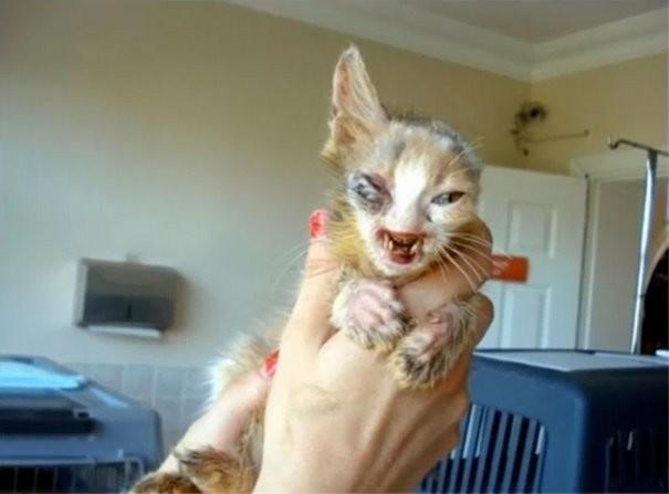 Взрослые боялись даже взглянуть на котенка, которого спасла 7-летняя девочка (9 фото) Взрослые боялись даже взглянуть на котенка, которого спасла 7-летняя девочка (9 фото)