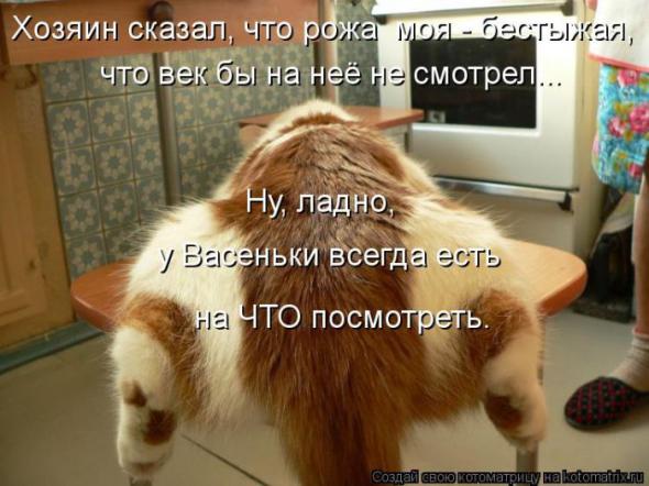 Котоматрицы (картинки с надписями)