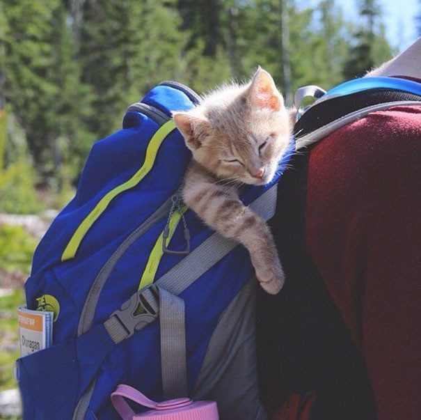 В поход с кошками