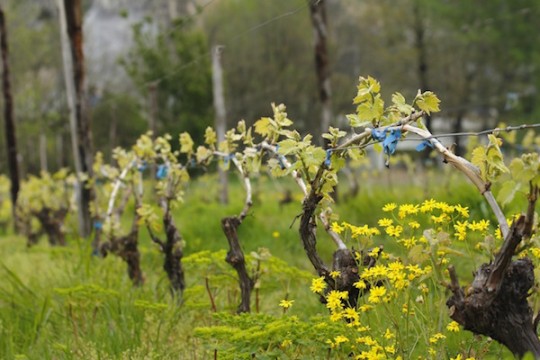 Картинки по запросу vigne printemps