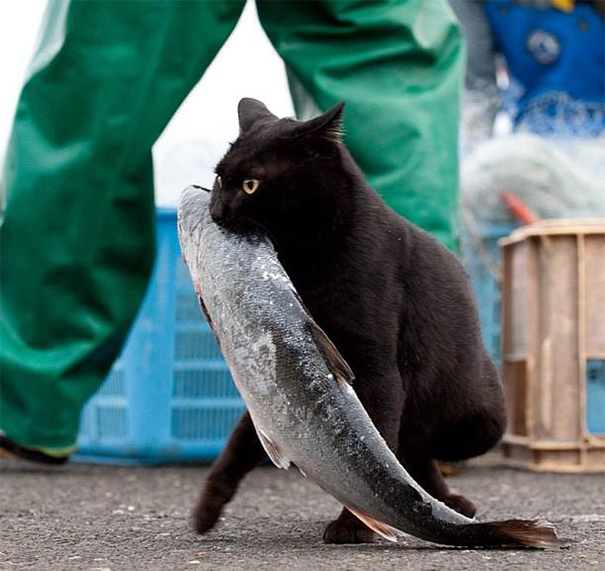 Коты, которых поймали на горячем - 45 отчаянных фотографий Коты, которых поймали на горячем - 45 отчаянных фотографий