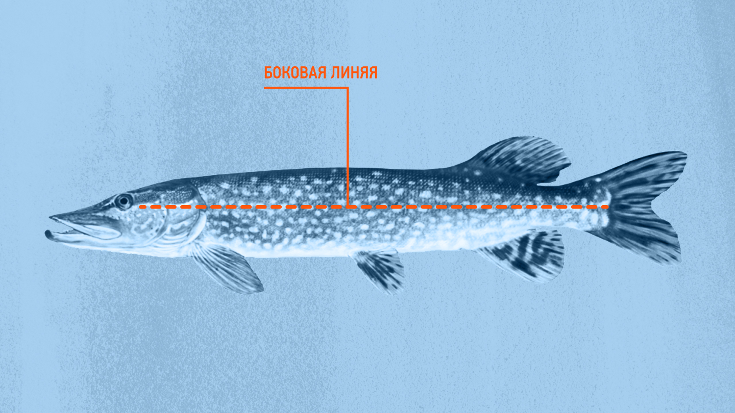 Щука, боковая линяя