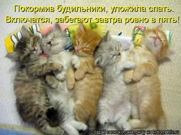 Котоматрицы (картинки с надписями)