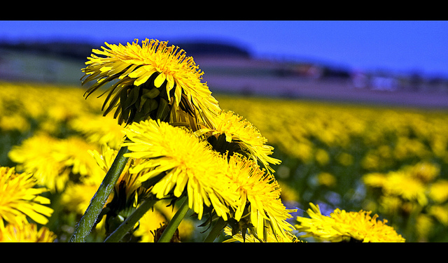 10 (640x376, 181Kb)