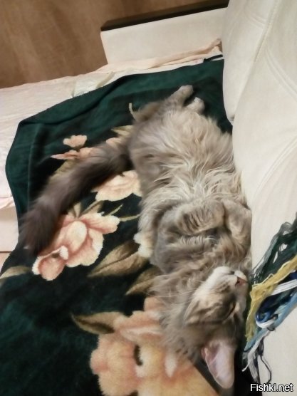 Очень усталые котики Очень усталые котики