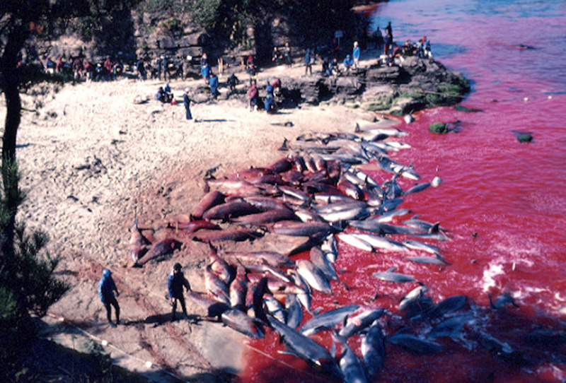 taiji delfines matanza 200114 5 3 В Японии продолжаются жестокие убийства дельфинов