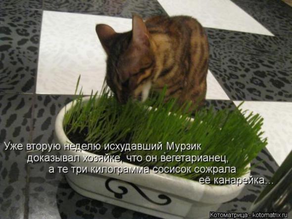 Котоматрицы (картинки с надписями)
