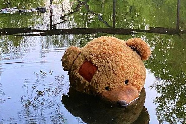 Жители улицы Василия Петушкова сфотографировали плывущего по Сходне медведя