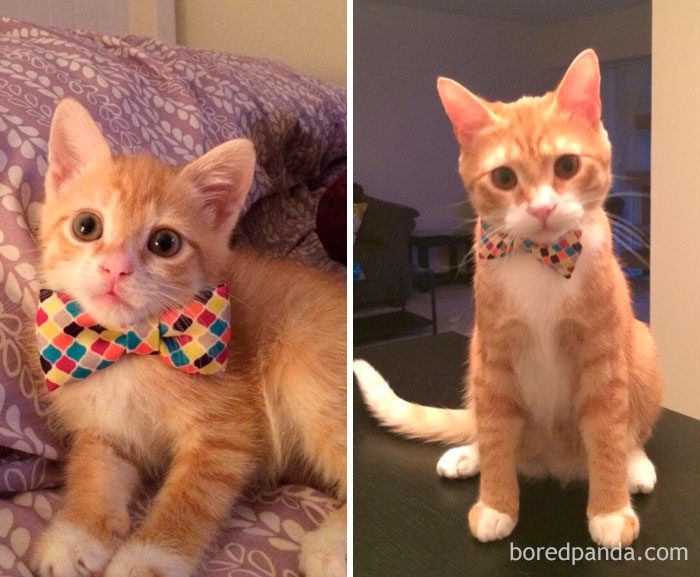 Котята, которые с возрастом превратились в шикарных котов и кошек