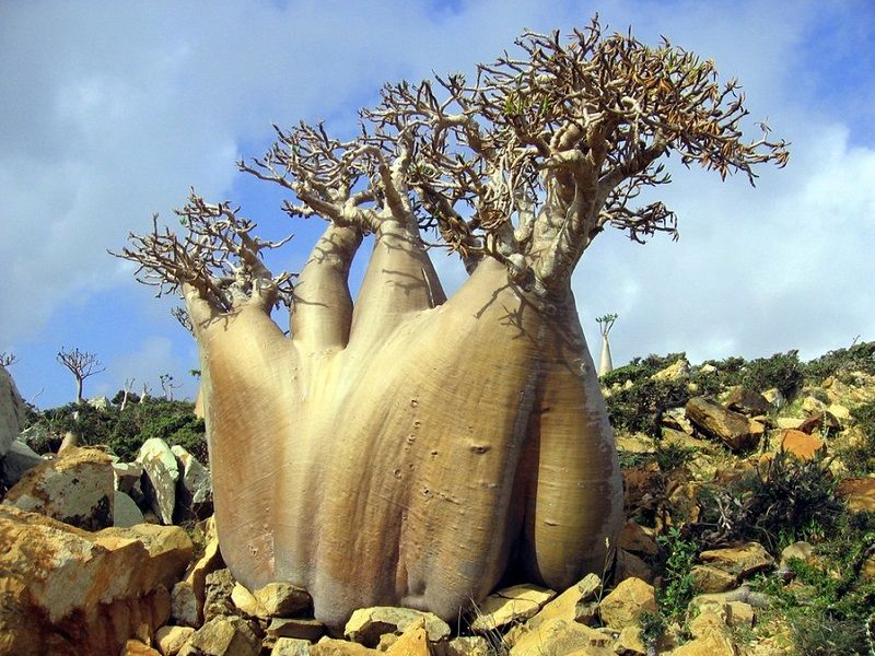 Socotra13 Удивительный остров Сокотра