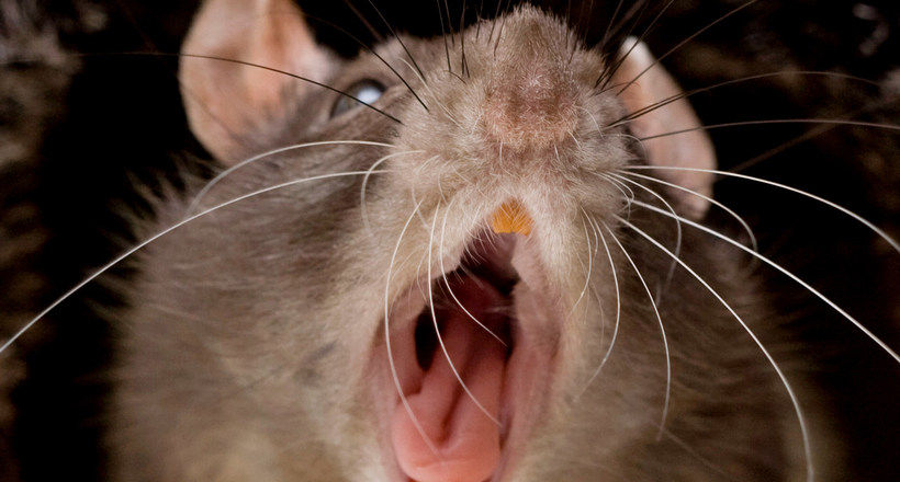 14946152887868 170215 warshaw rats tease sqbg3w