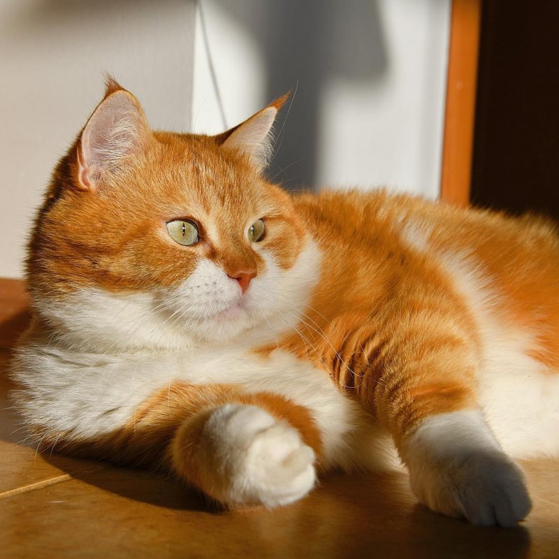 Рыжий котейка ищет приключения на свой хвостик в белом снегу Рыжий котейка ищет приключения на свой хвостик в белом снегу instagram, кот, рыжий кот, снег