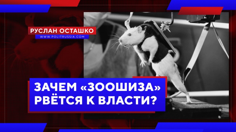 Зачем «зоошиза» рвётся к власти