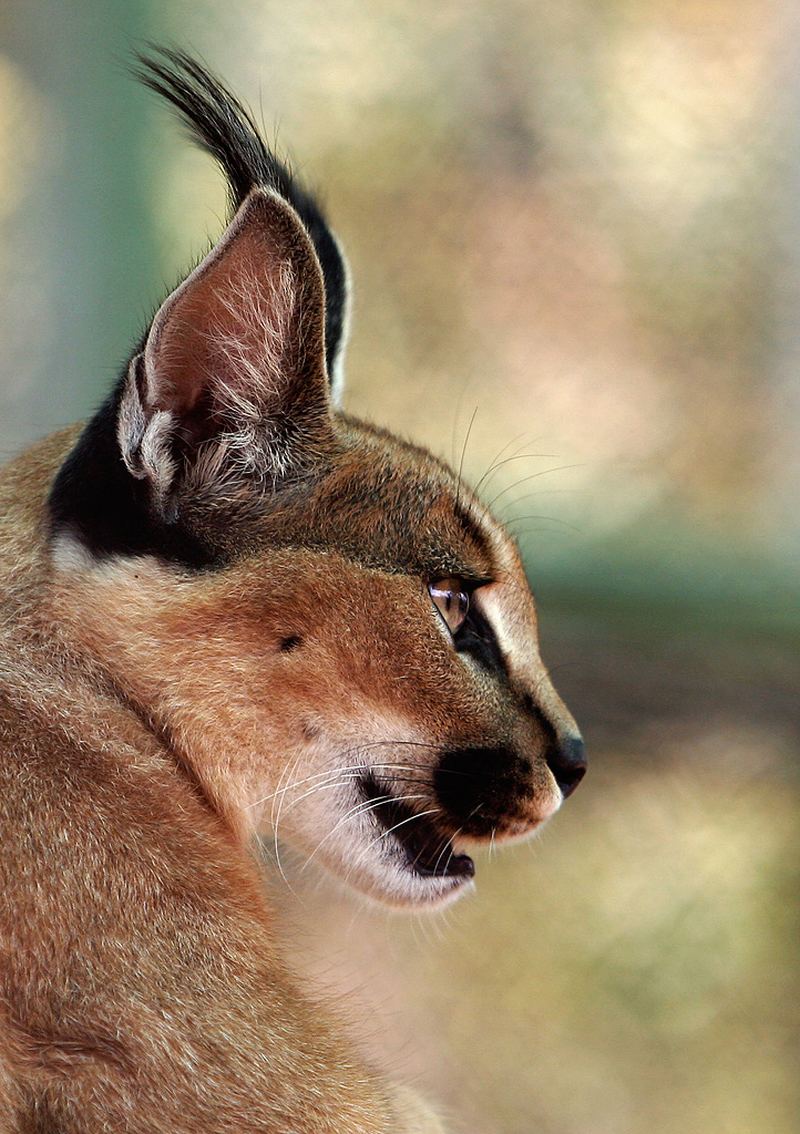 ,    (. Caracal caracal)