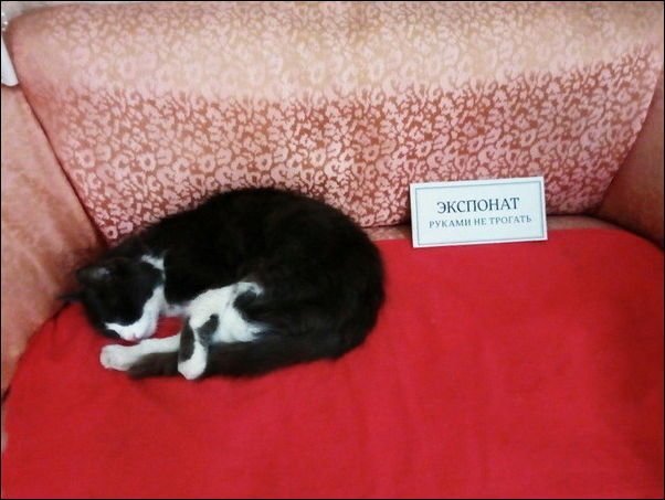 Очень усталые котики Очень усталые котики