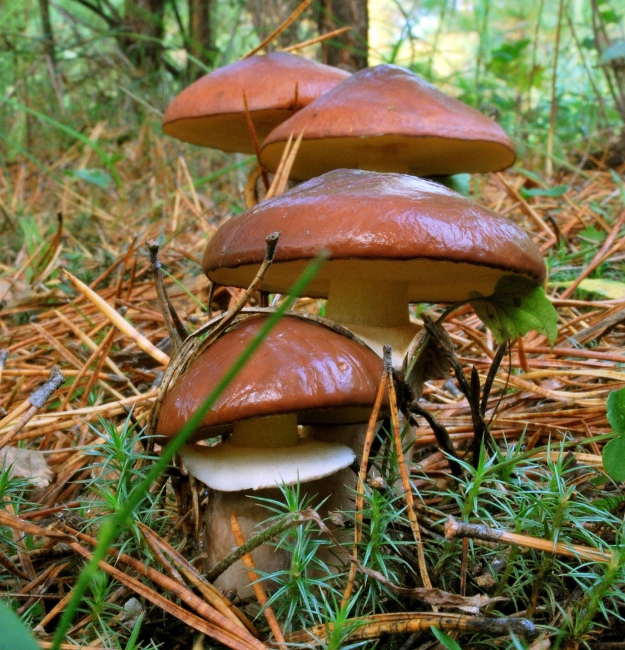 как вырастить грибы
