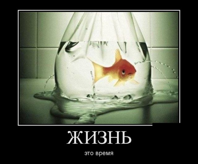 Забавные и веселые демотиваторы для хорошего настроения (11 фото) Забавные и веселые демотиваторы для хорошего настроения (11 фото)