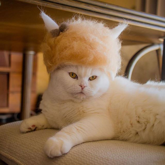 11 милых фото котиков в крутых шапочках, которые хозяин делает из их шерсти