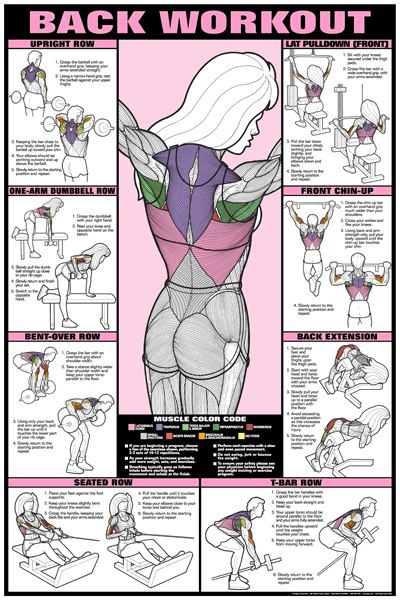 Workout & muscle