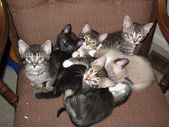 Котятам 5 недель. Что делать, если у Вашей кошки родились котята?