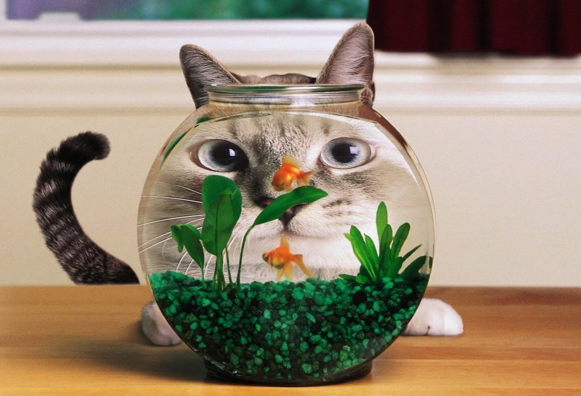 Когда кошатники шутят. Смешные отзывы на кошачий корм