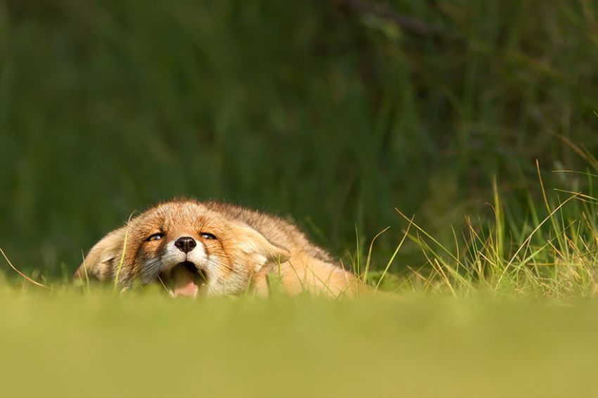 Лисы в дикой природе. Фотографии Roeselien Raimond фото, лисы, природа