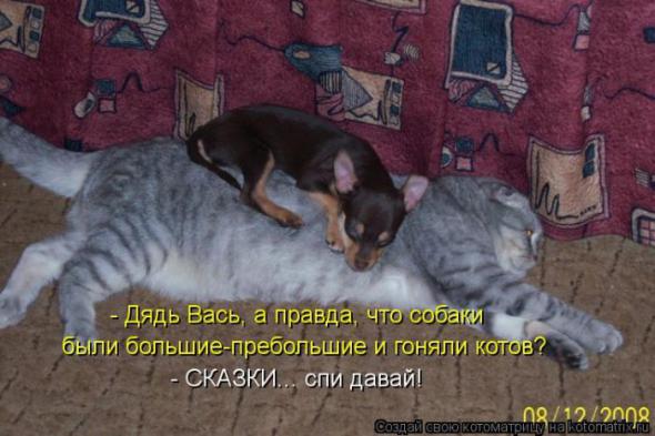Котоматрицы (картинки с надписями)
