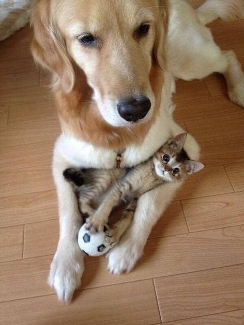 Фотографии котиков, которые растопят ваше сердце