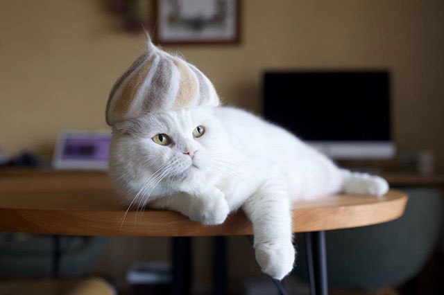 11 милых фото котиков в крутых шапочках, которые хозяин делает из их шерсти