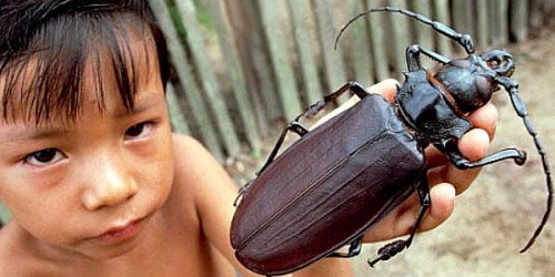 Гигантские насекомые нашей планеты